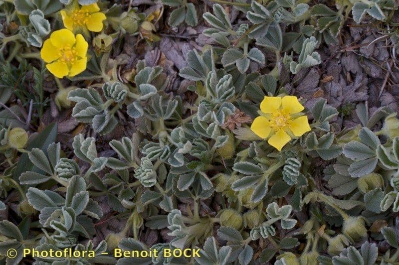 Potentilla 16