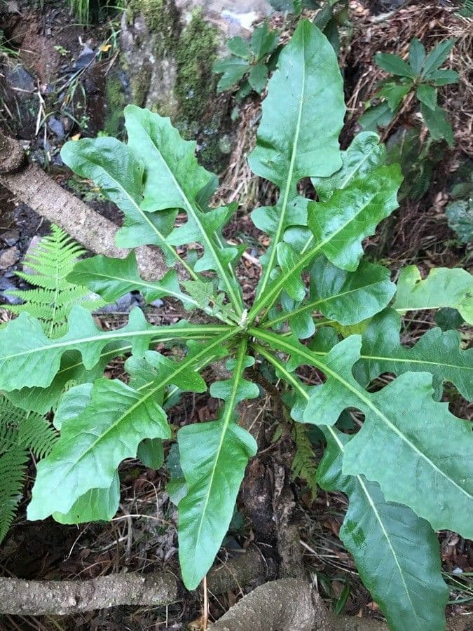 Strauchdistel 14