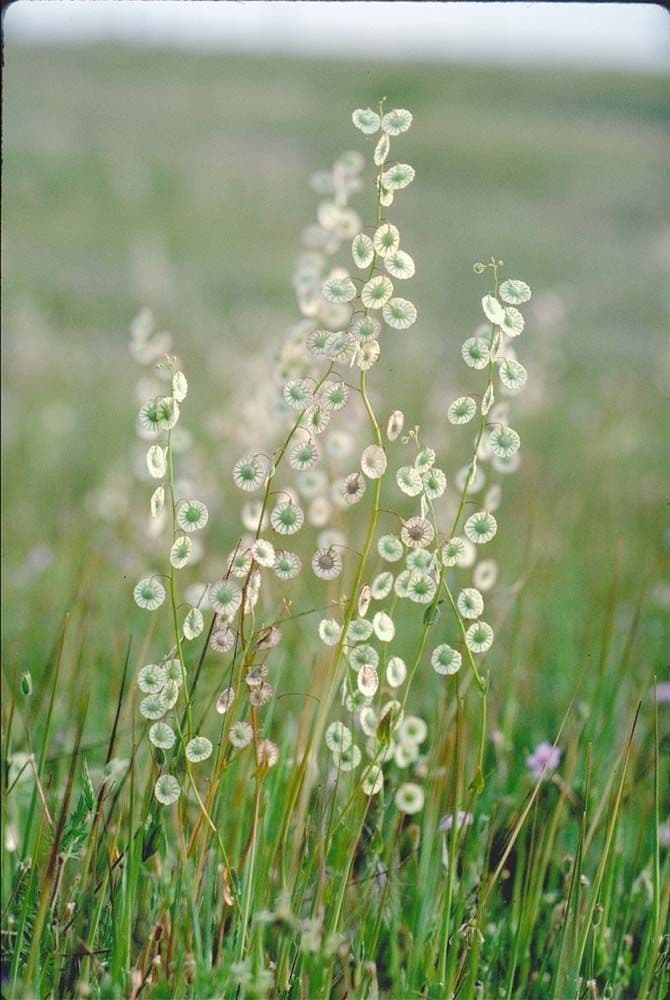 Thysanocarpus 10