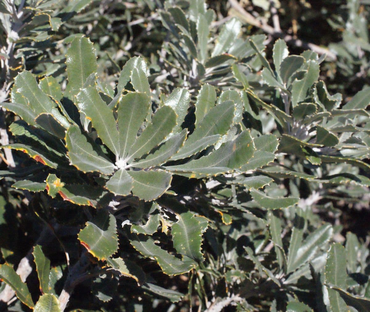 Banksia 11