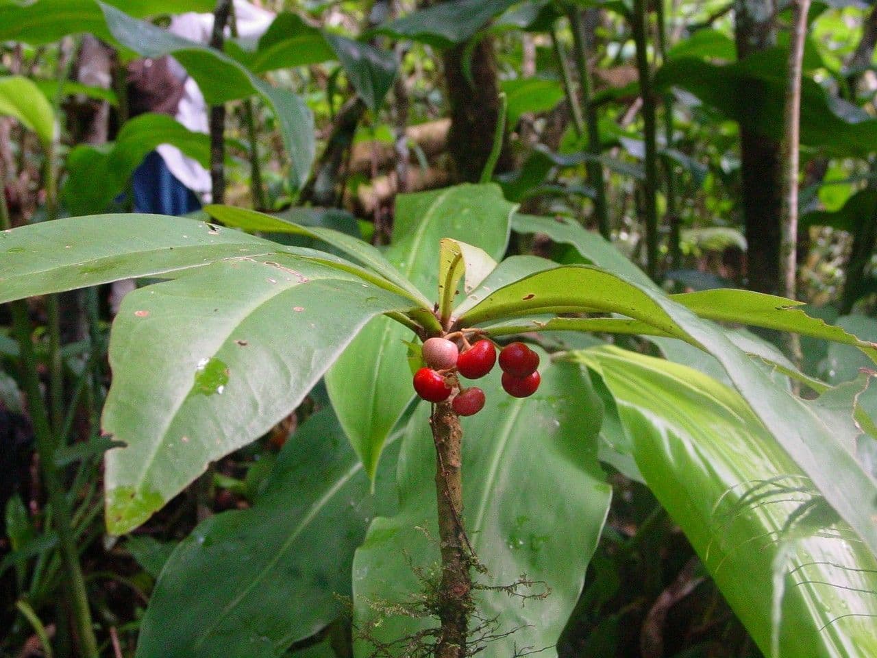 Badula 3