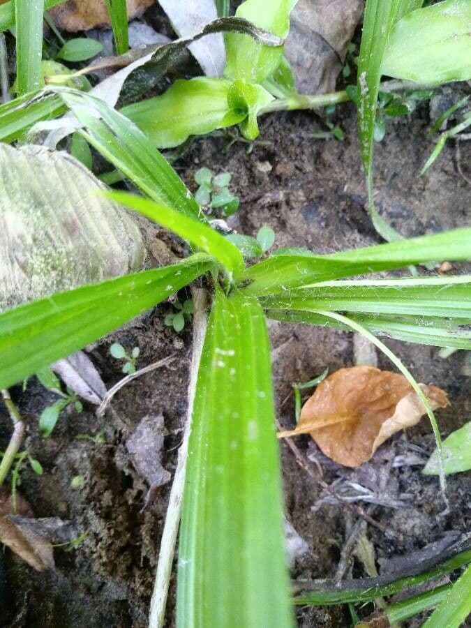 Hypoxis 9