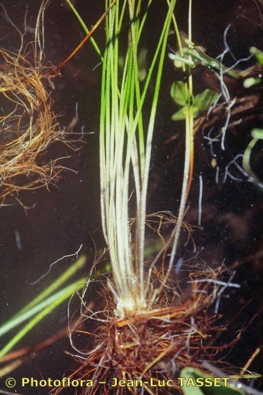 Calamaria a spore spinulose 2