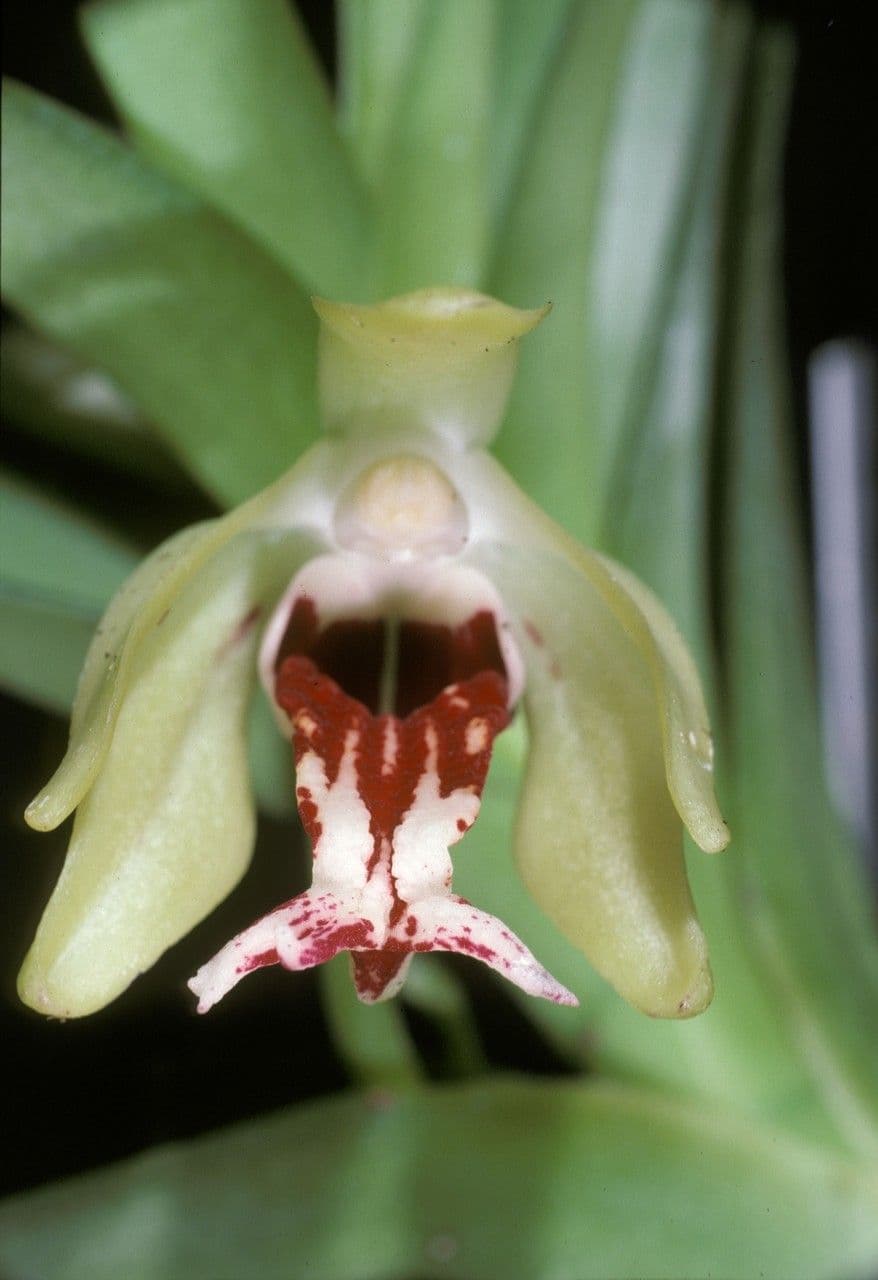 Vanda 2