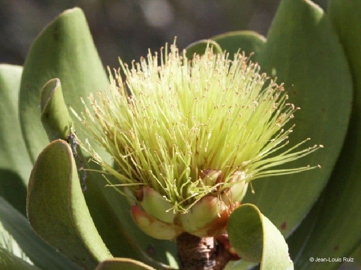 Melaleuca