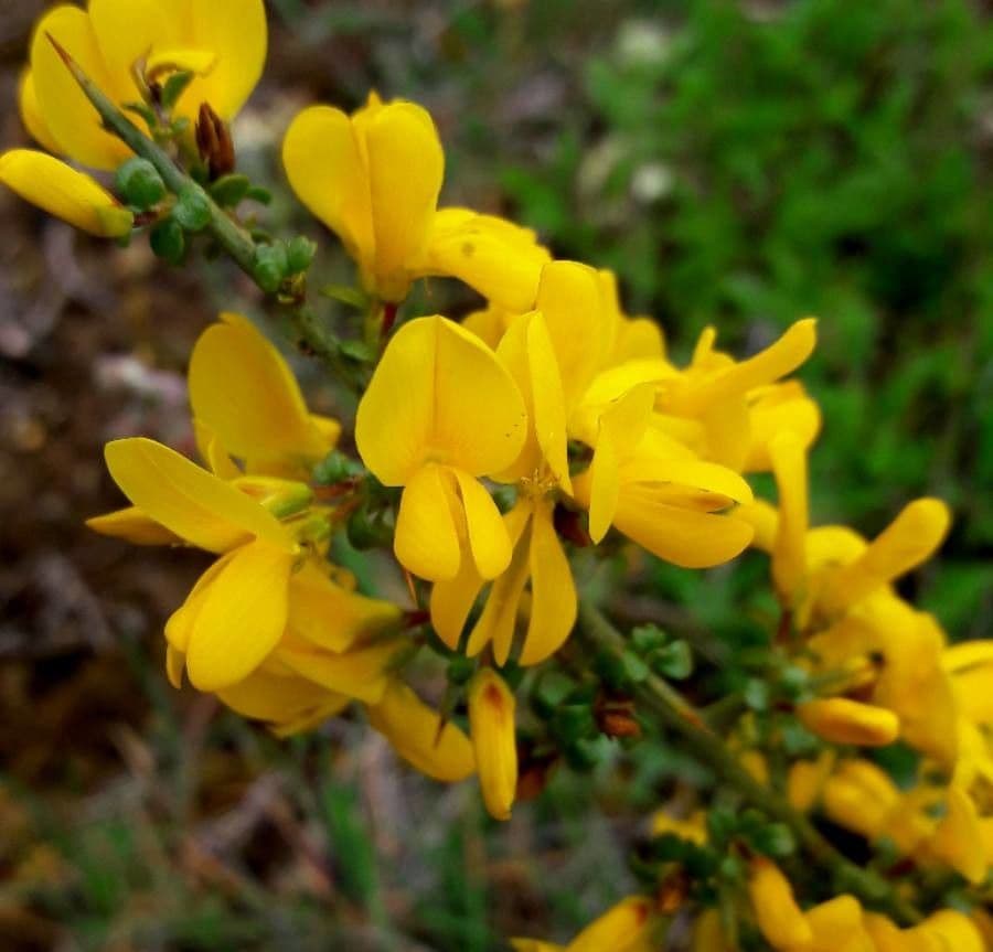 Ginestra spinosa 6