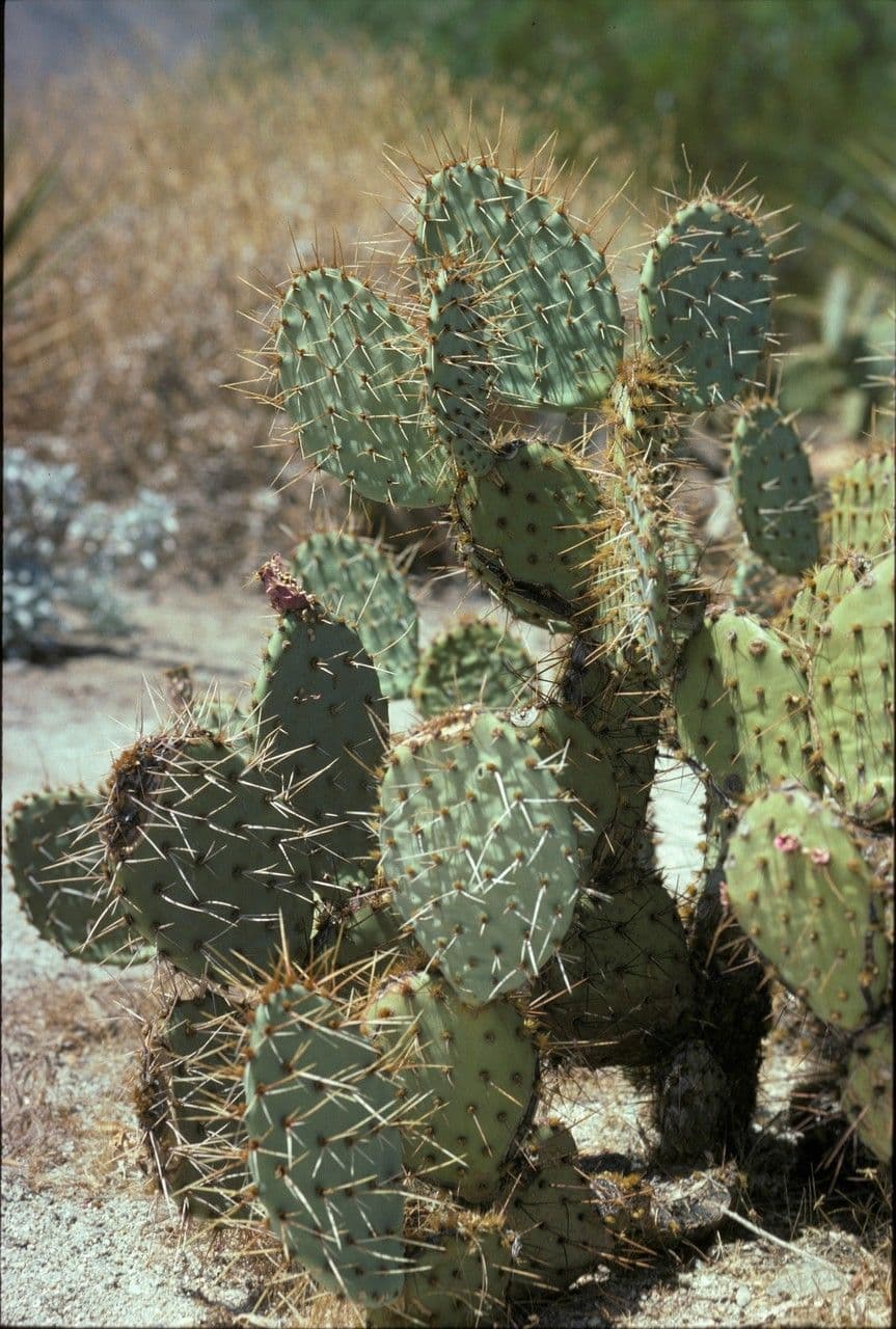 Nopal de espinas marrones 21