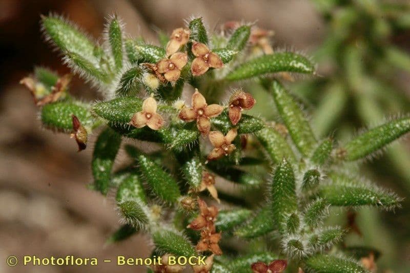 Galium 3