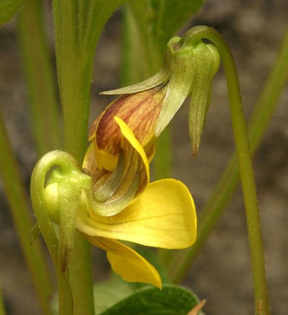Viola di Baker 3