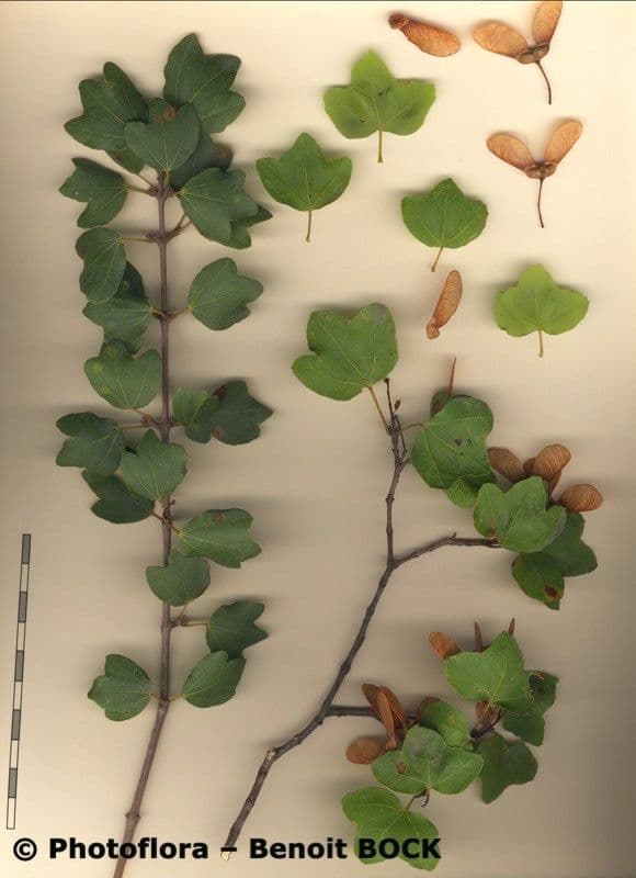 Acero di Creta 26