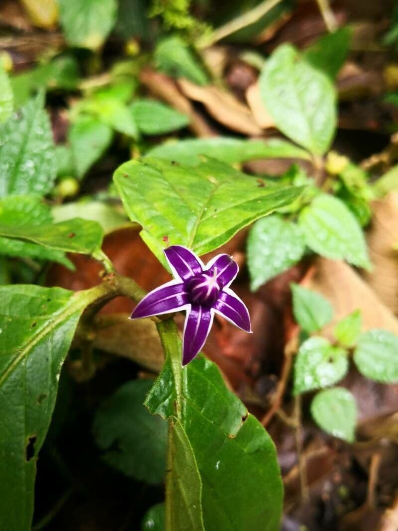 Lycianthes sanctaeclarae 6