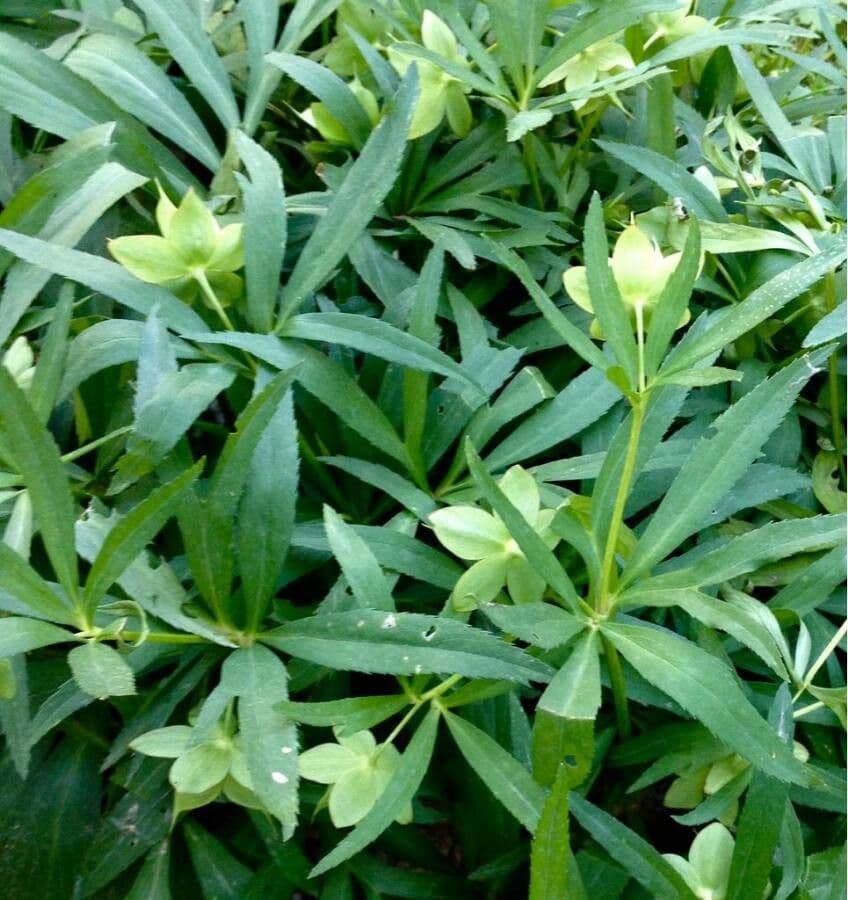 Elleboro verde 11
