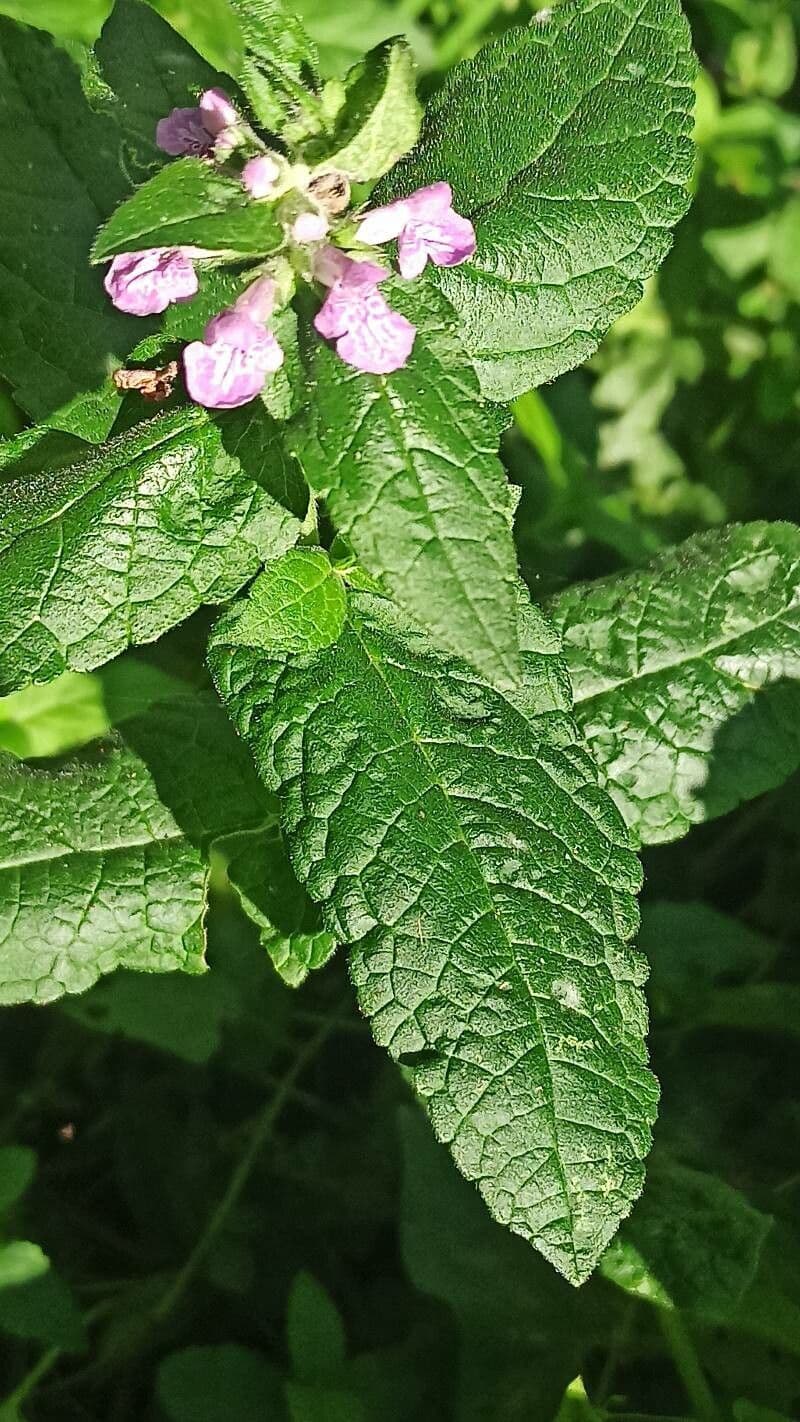 Betonica palustre 16