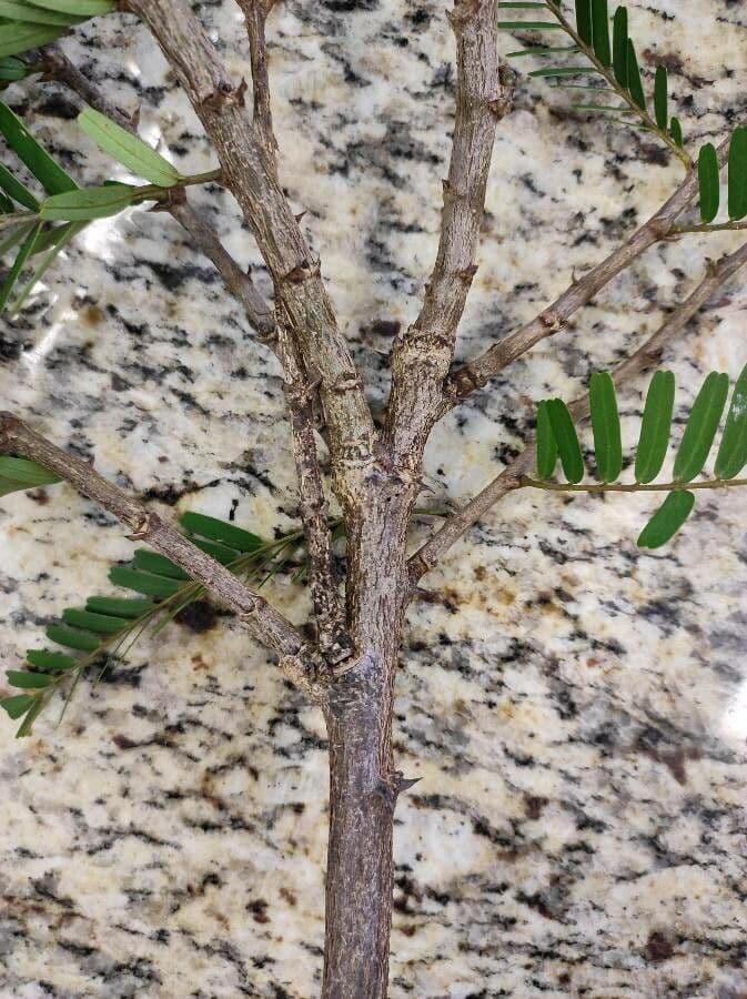 Machaerium spinoso 14