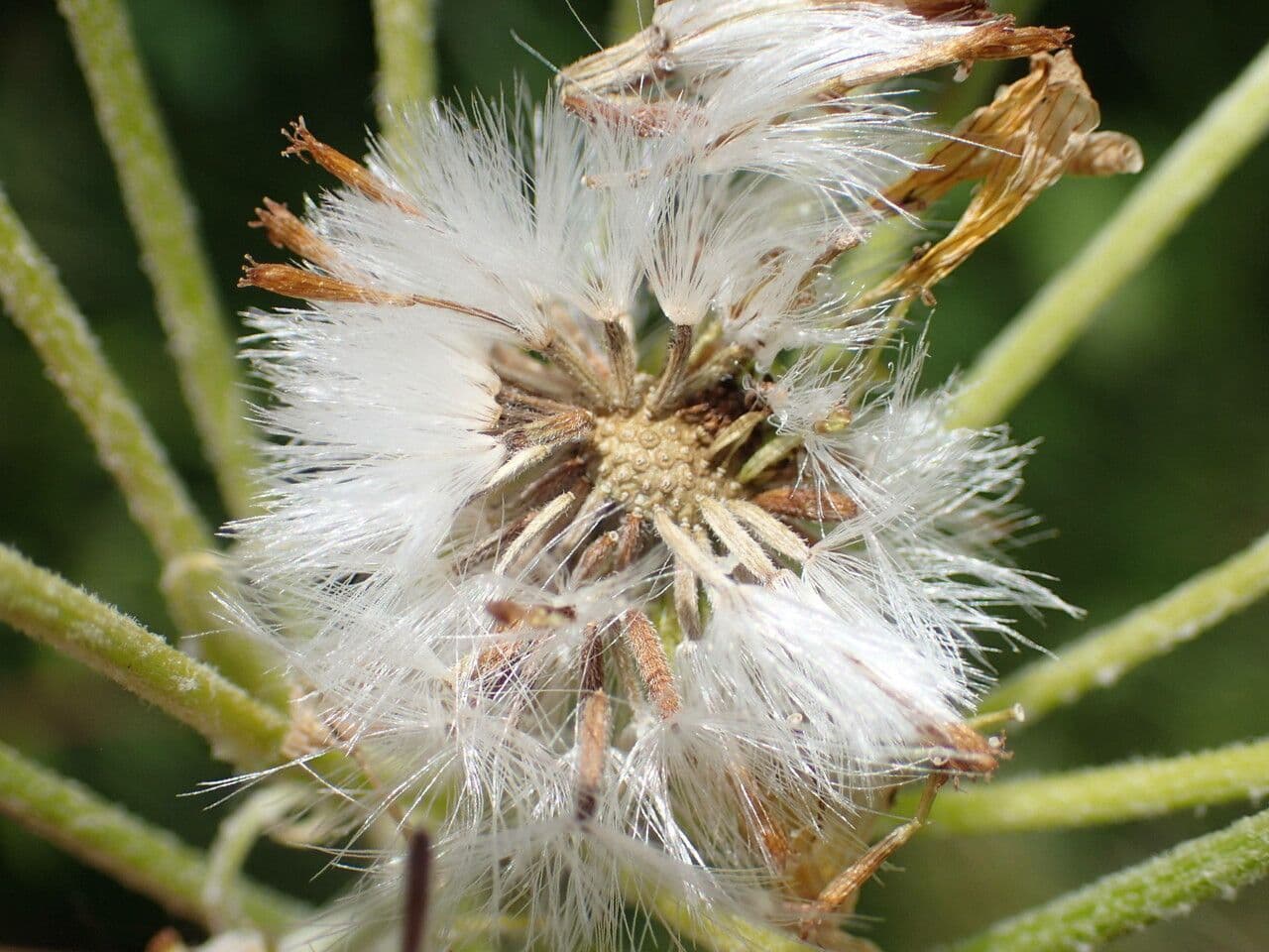 Tephroseris helenitis
