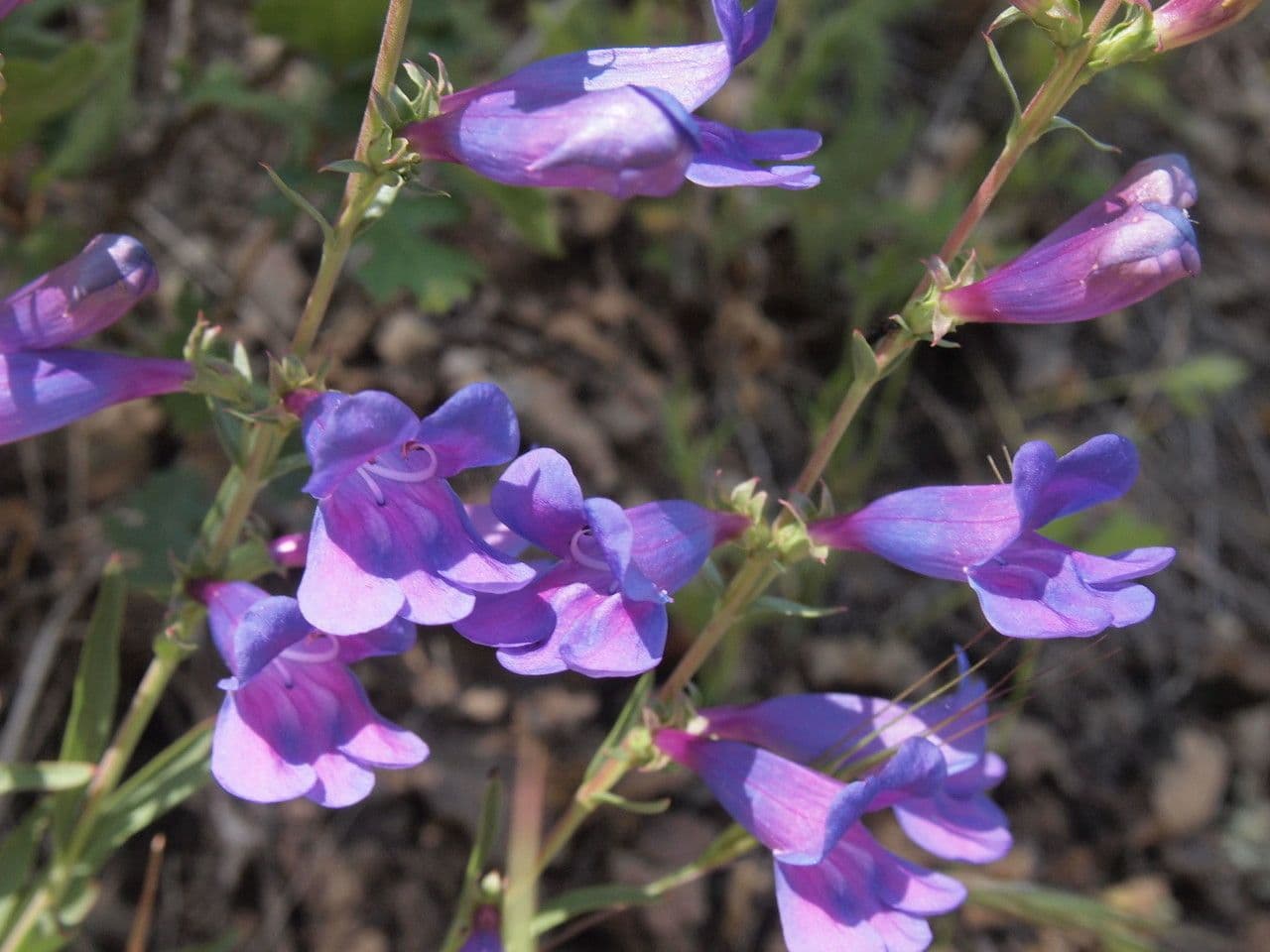 Penstemon eterofillo 7
