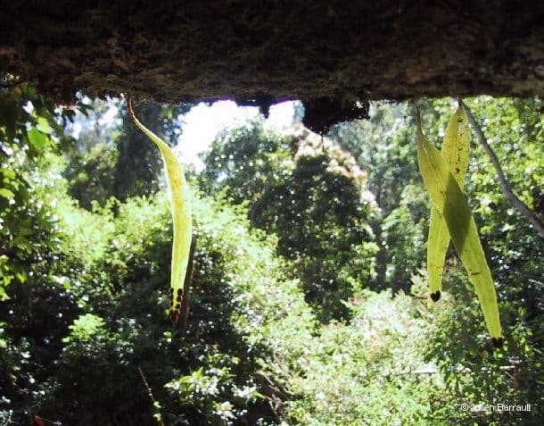 Pyrrosia 2