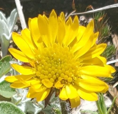 Erigeron dorato 2