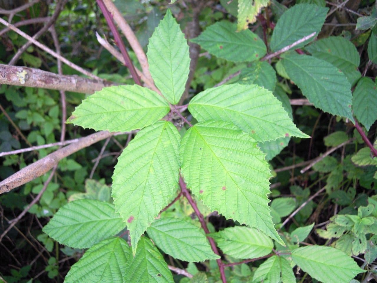 Rubus rudis 12