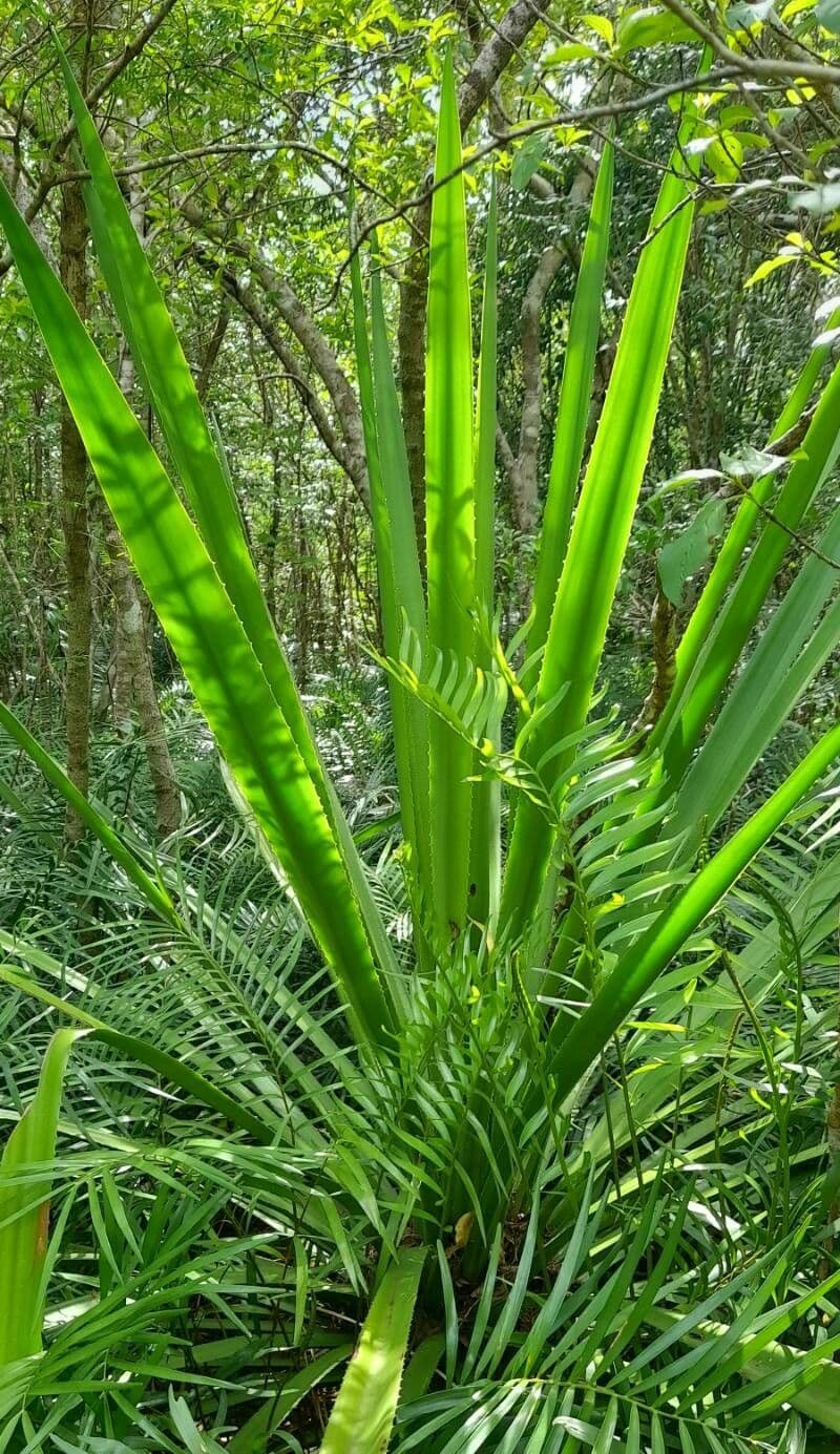 Maguey