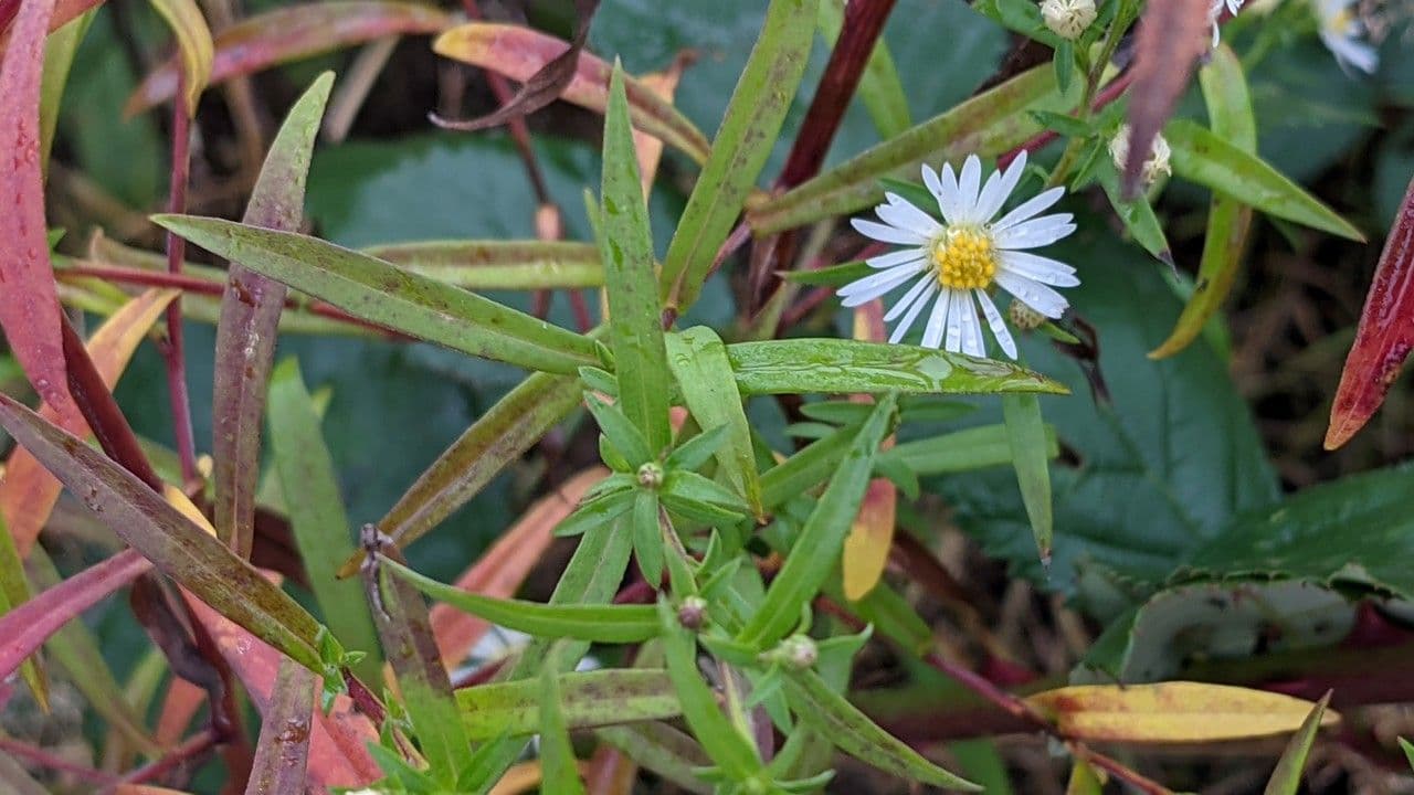 Aster lanceolato 20