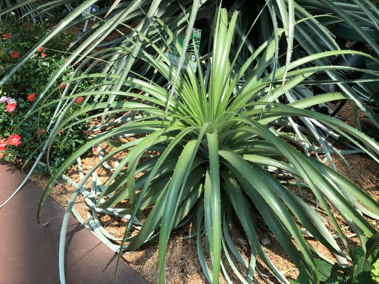 Puya 9