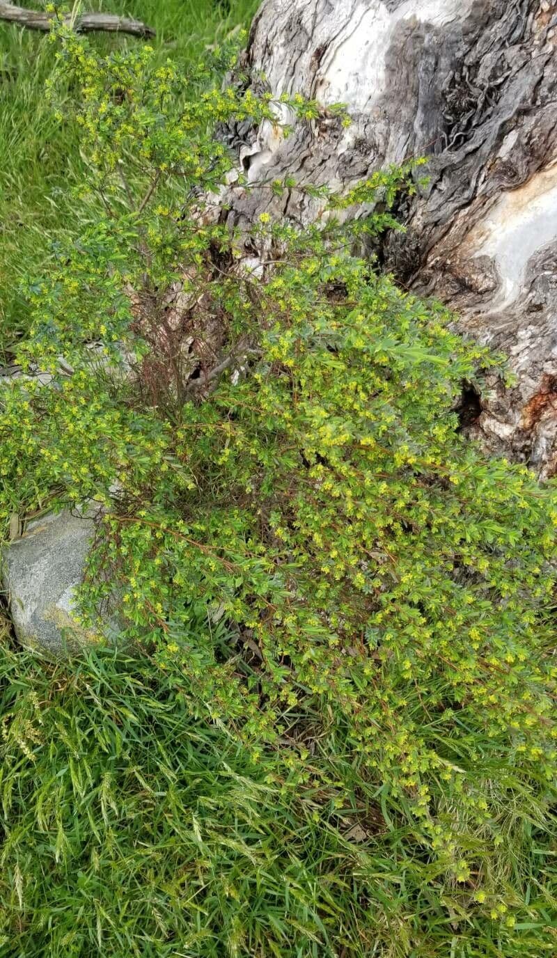 Pimelea 2