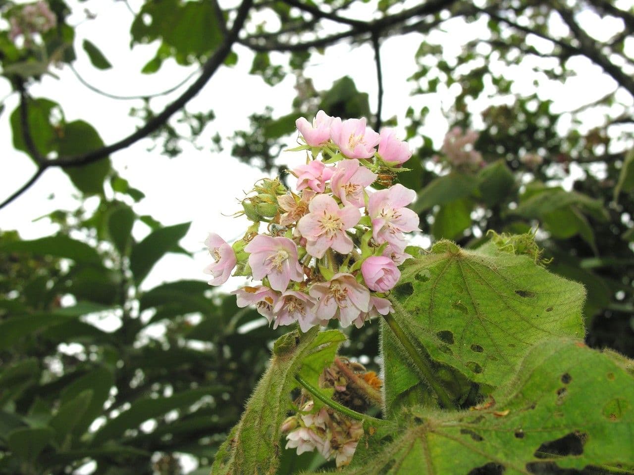 Dombeya 10