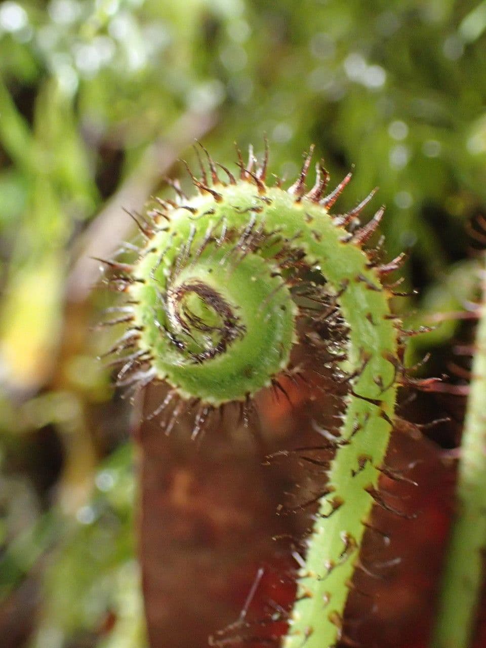 Elaphoglossum 12