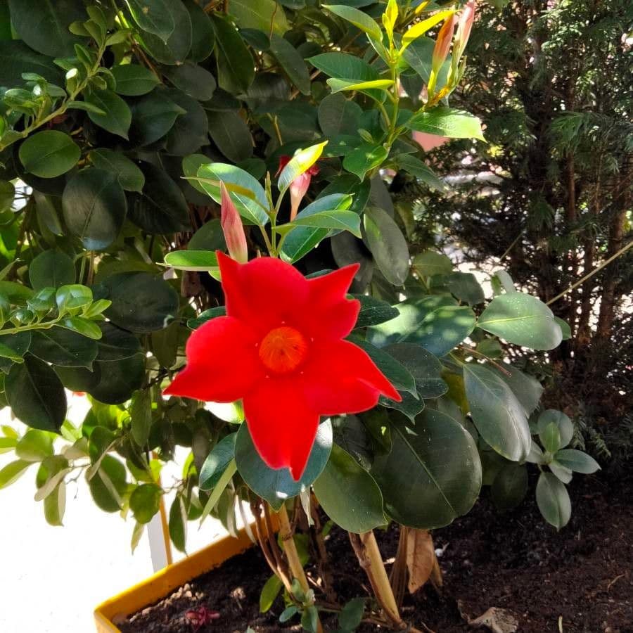 Mandevilla 23