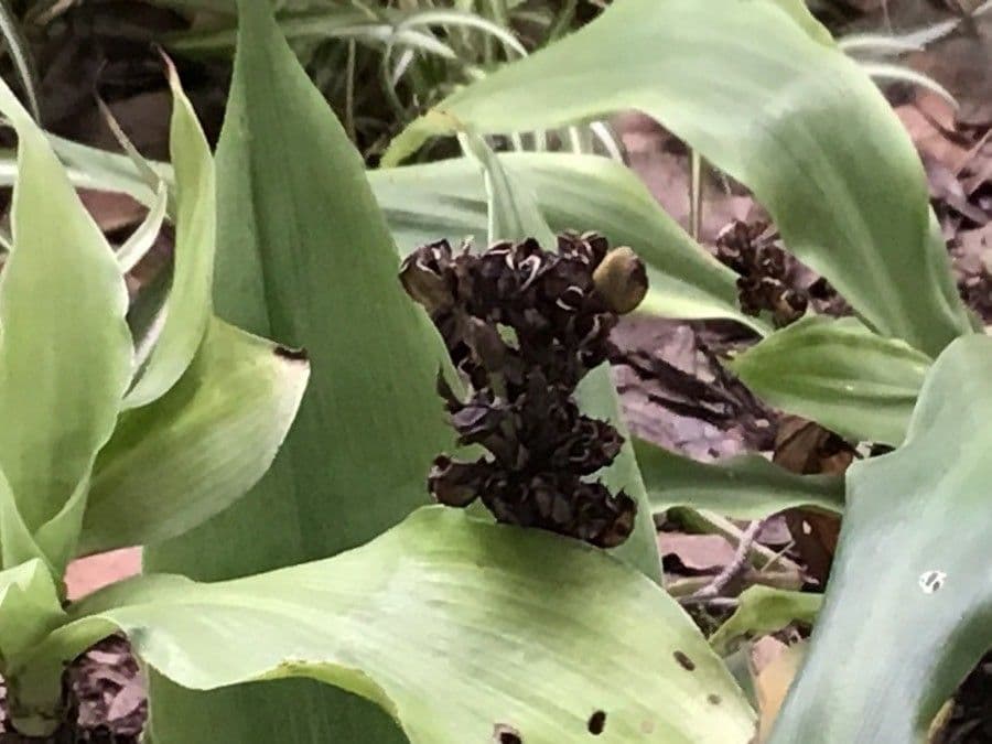 Chlorophytum