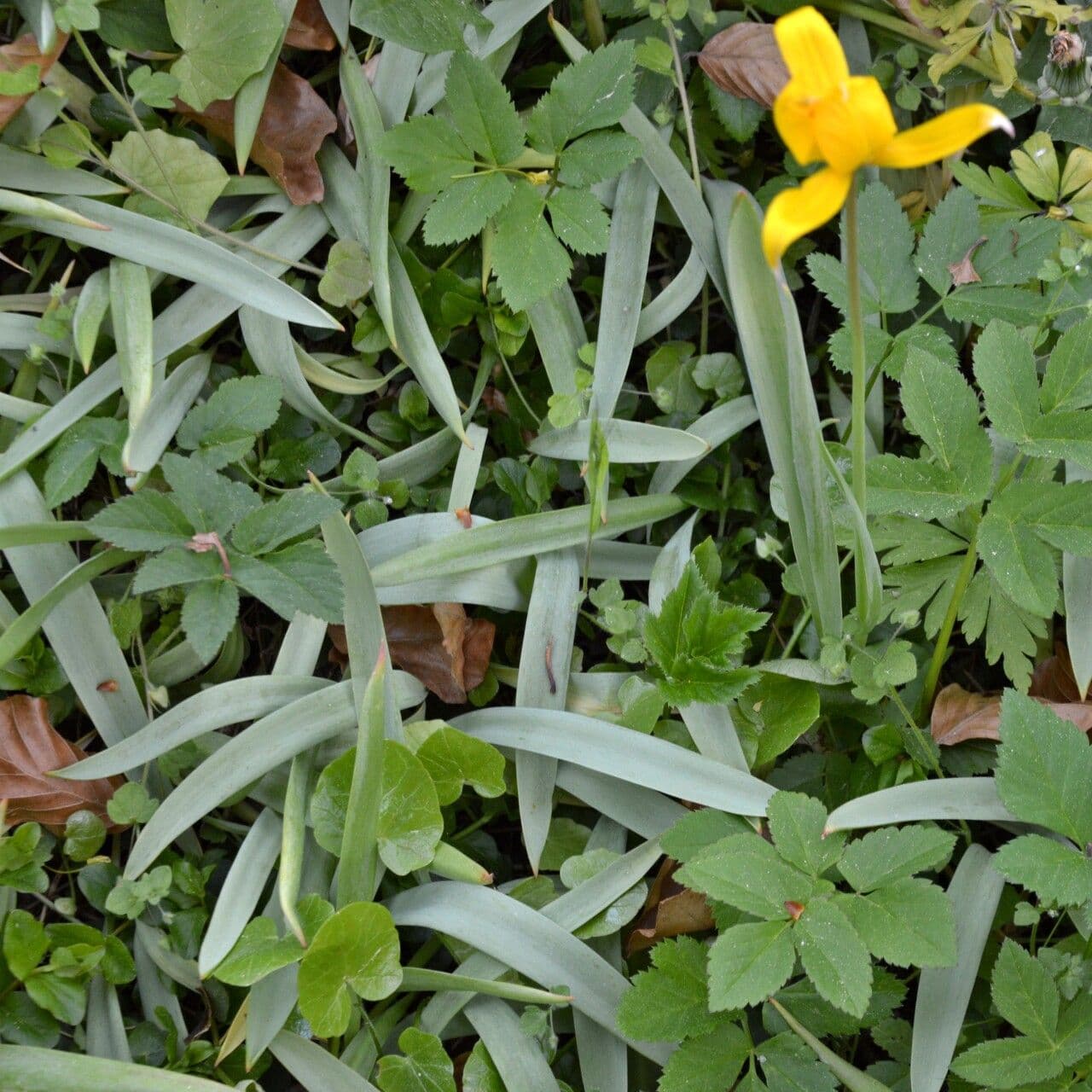 Tulipano selvatico 19