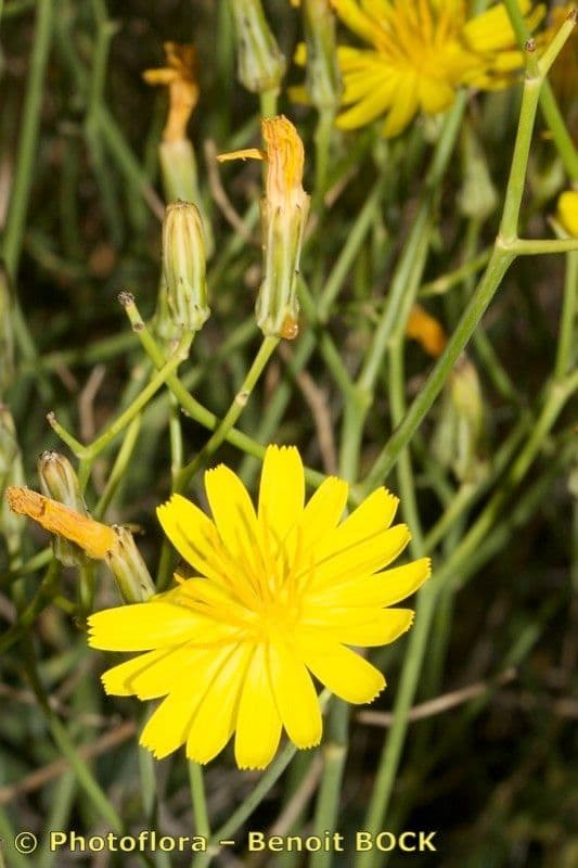 Lattuga lanosa 2