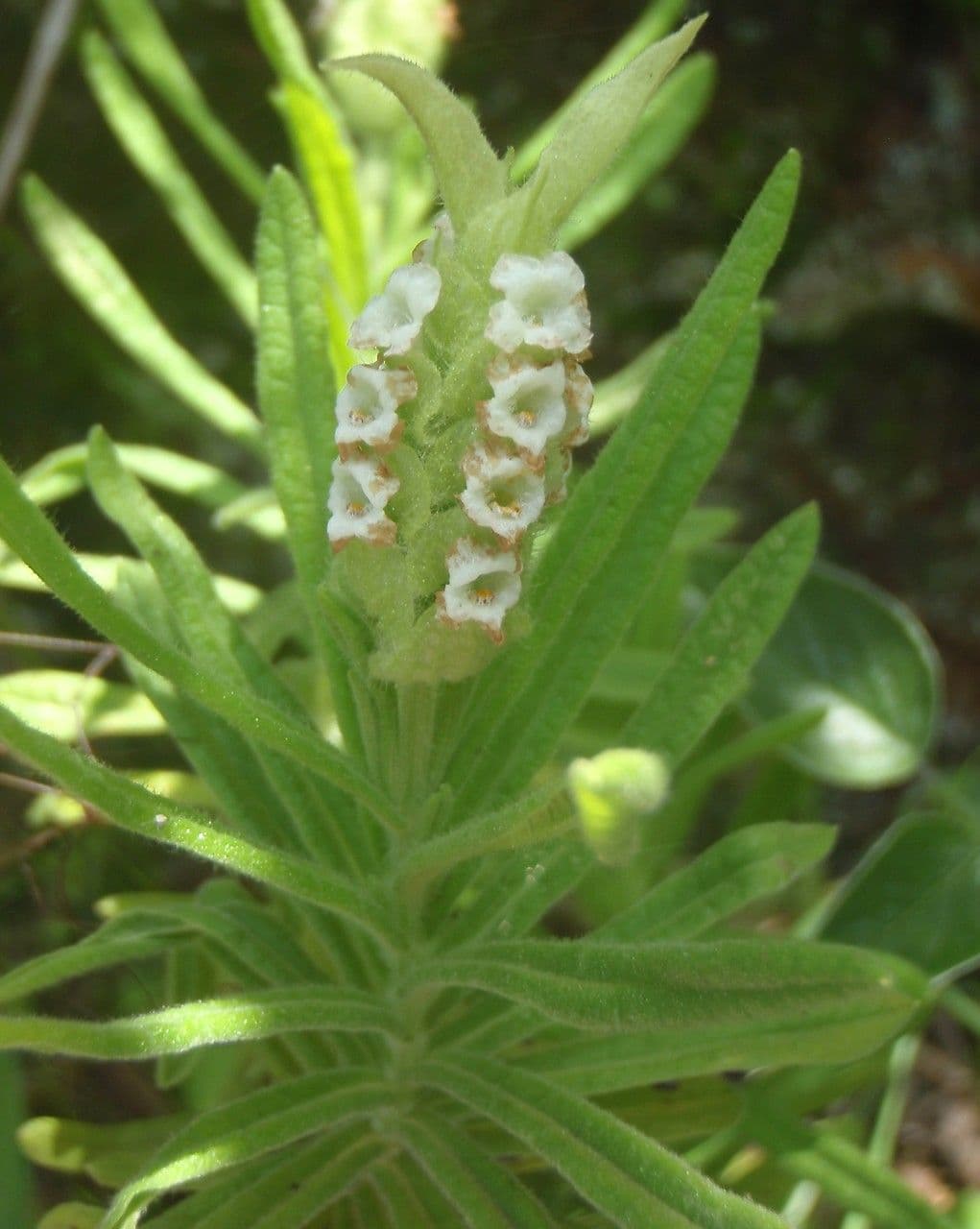 Lavanda verde 8