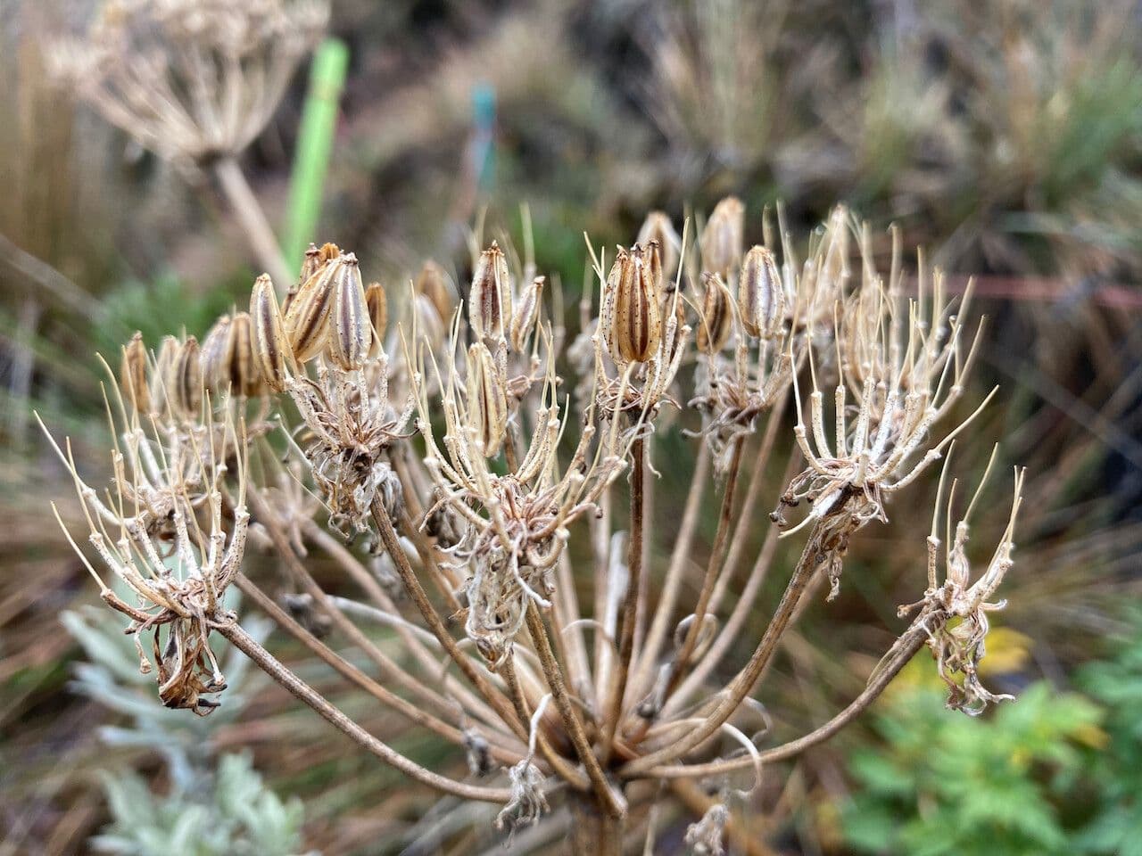 Myrrhidendron