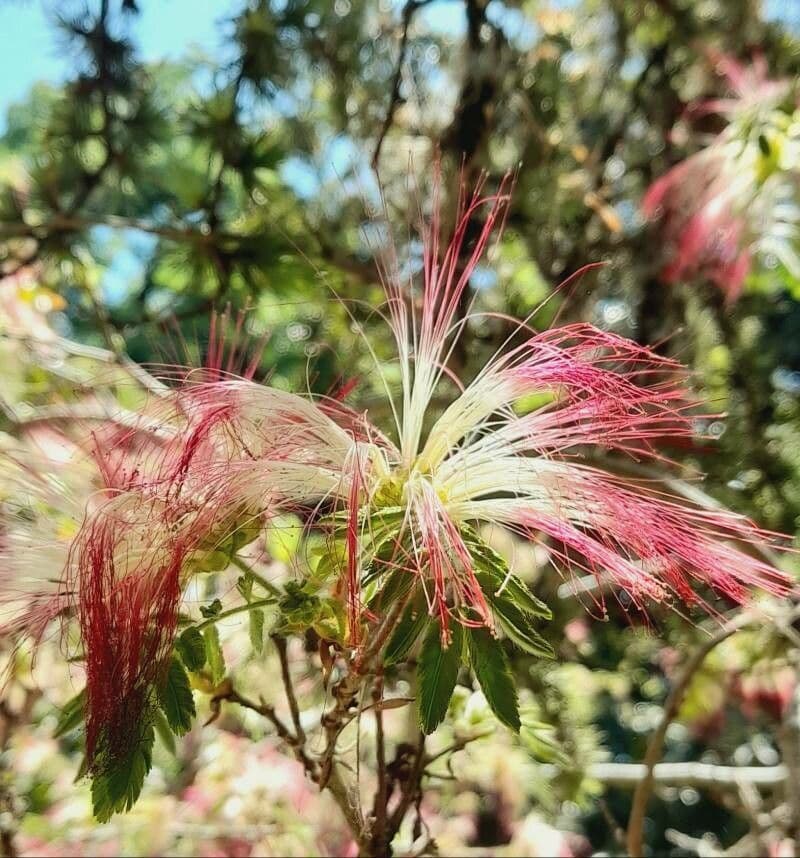 Calliandra