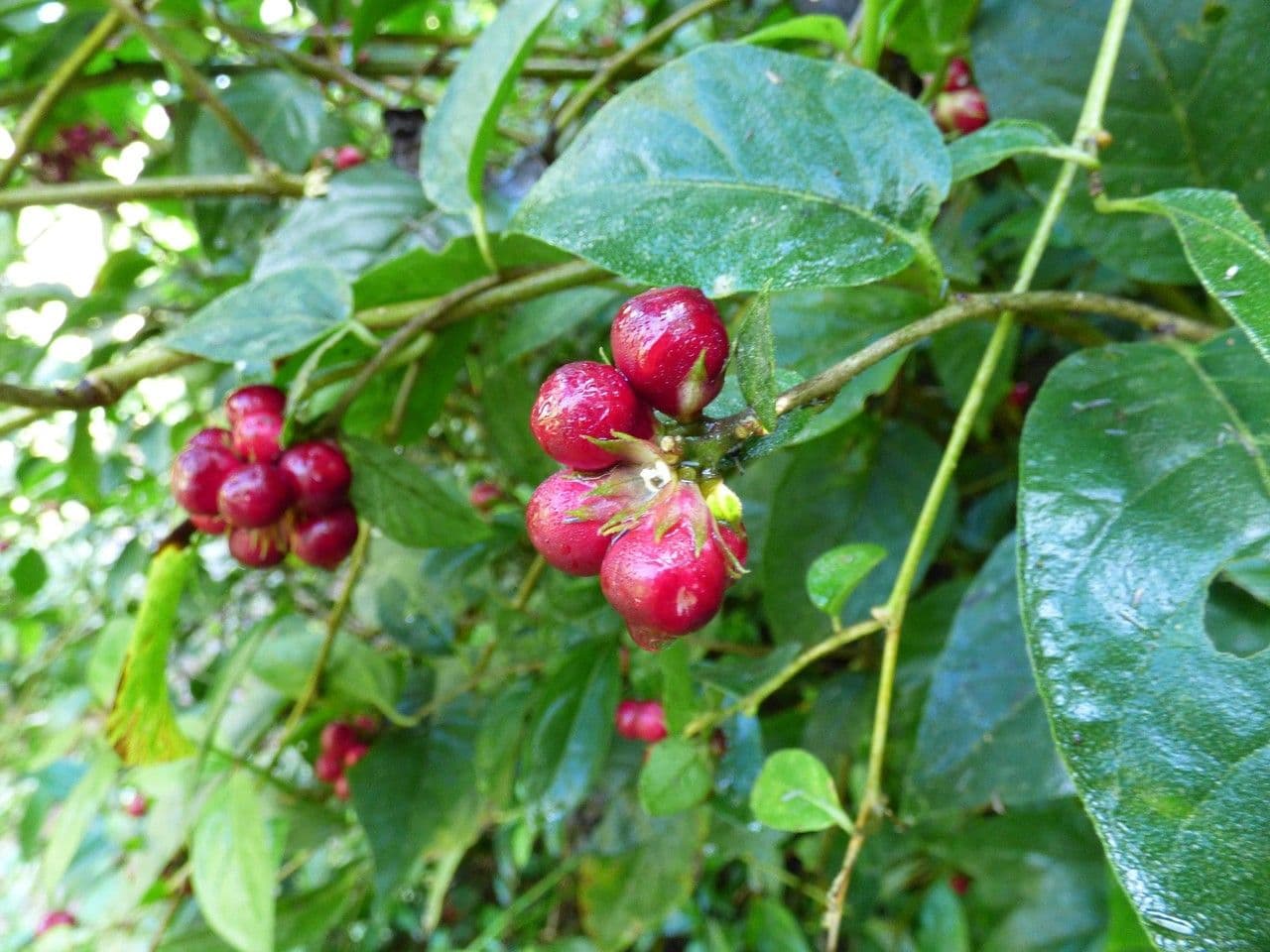 Cestrum elegante