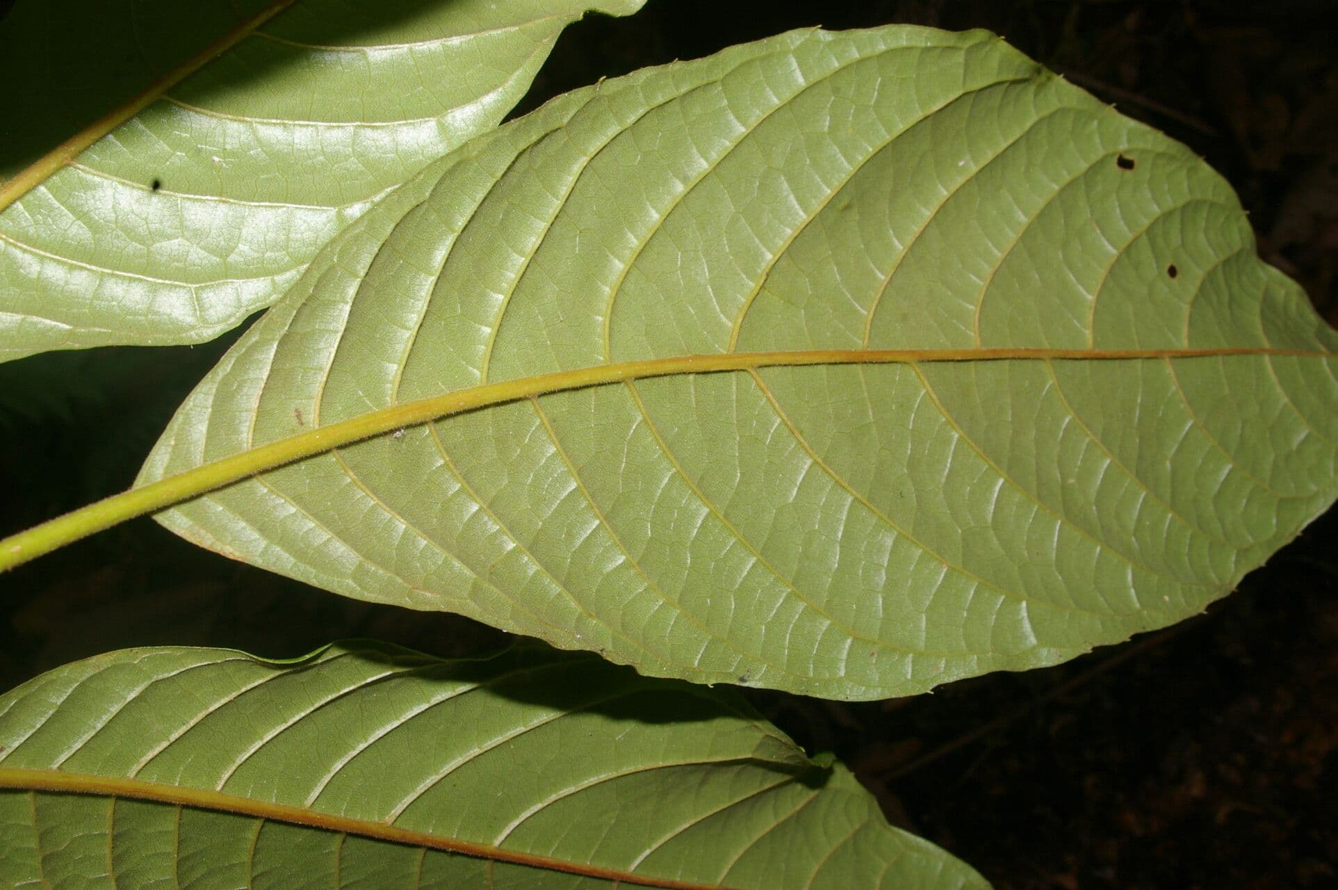 Meliosma 7