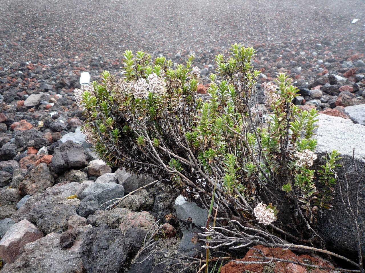 Valeriana 8