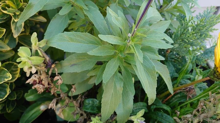 Mealy Sage 20