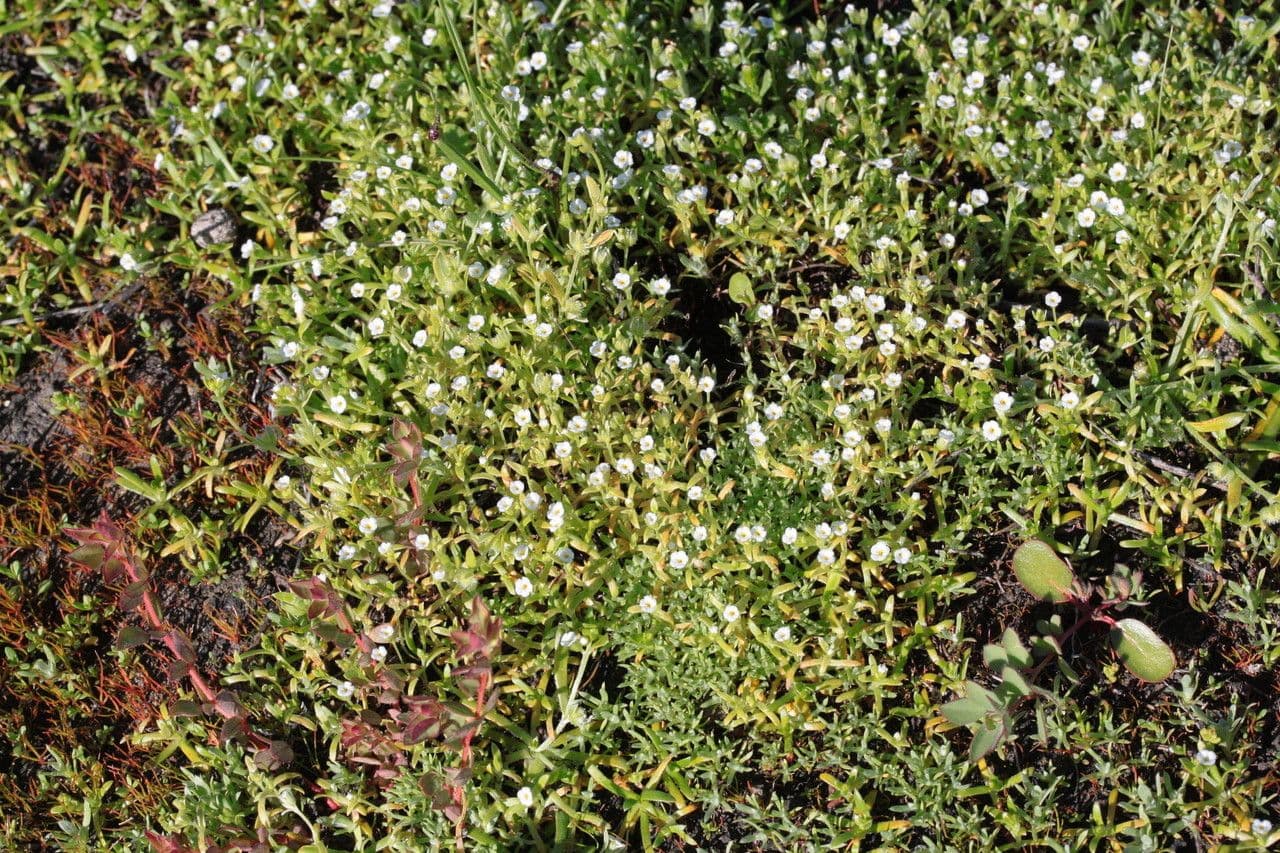 Plagiobothrys 3