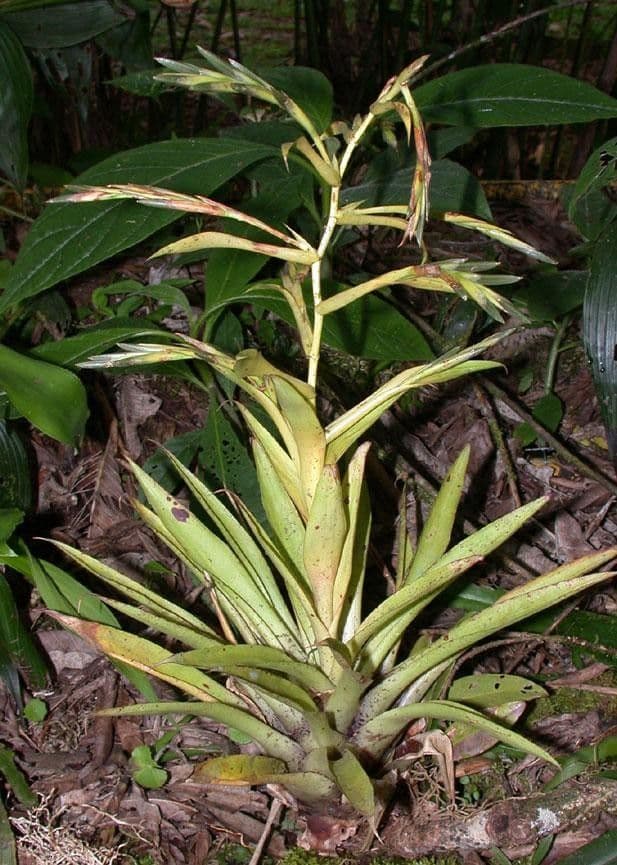 Brokoli 8