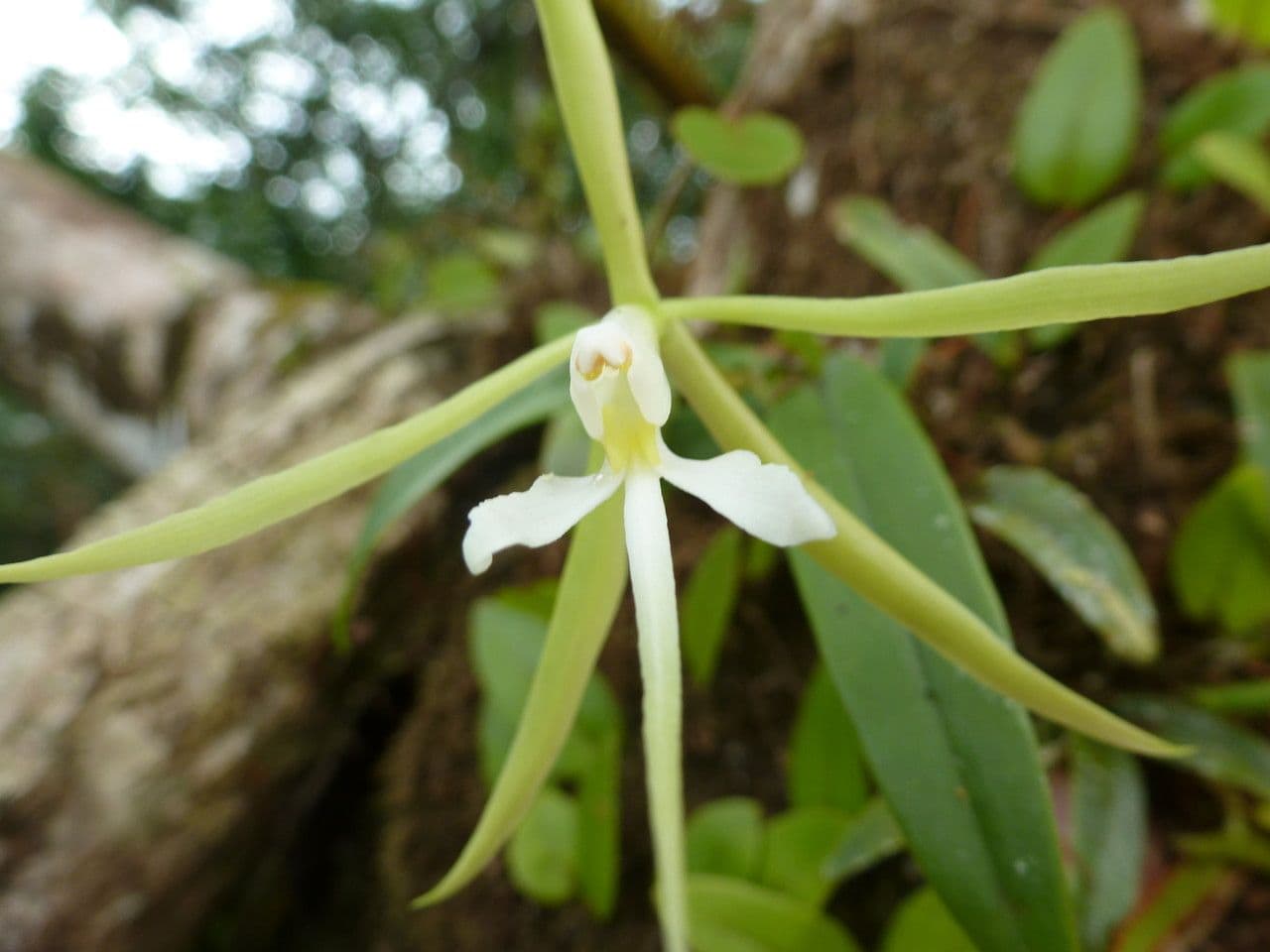 Orchidée nocturne 8
