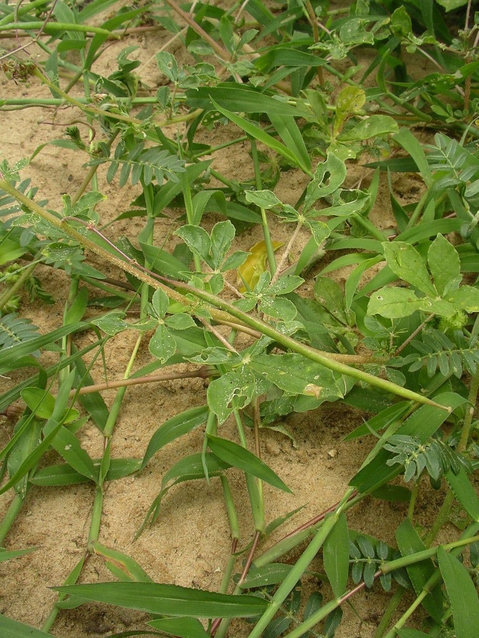Cleome 11