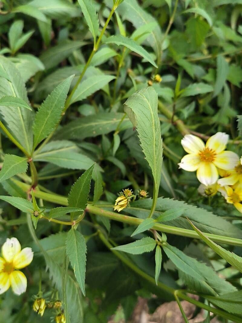 Bidens aurea 19