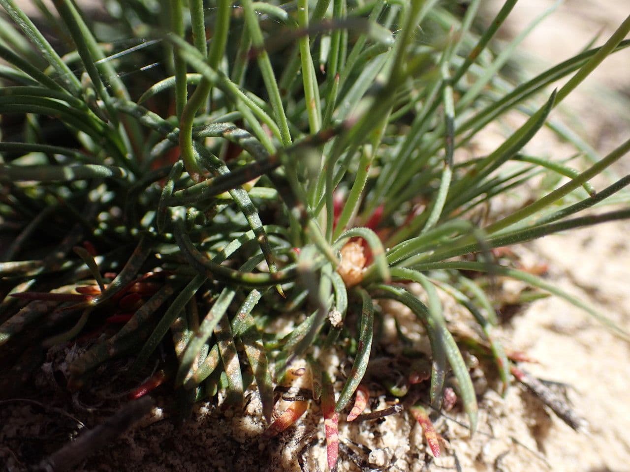Armeria 20