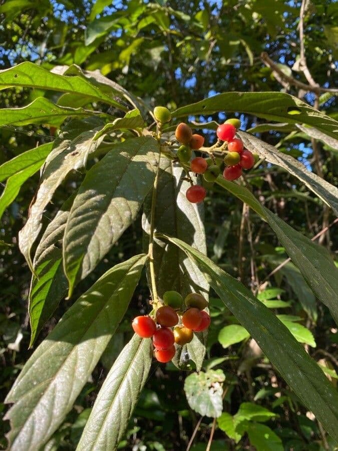 Cordia 3
