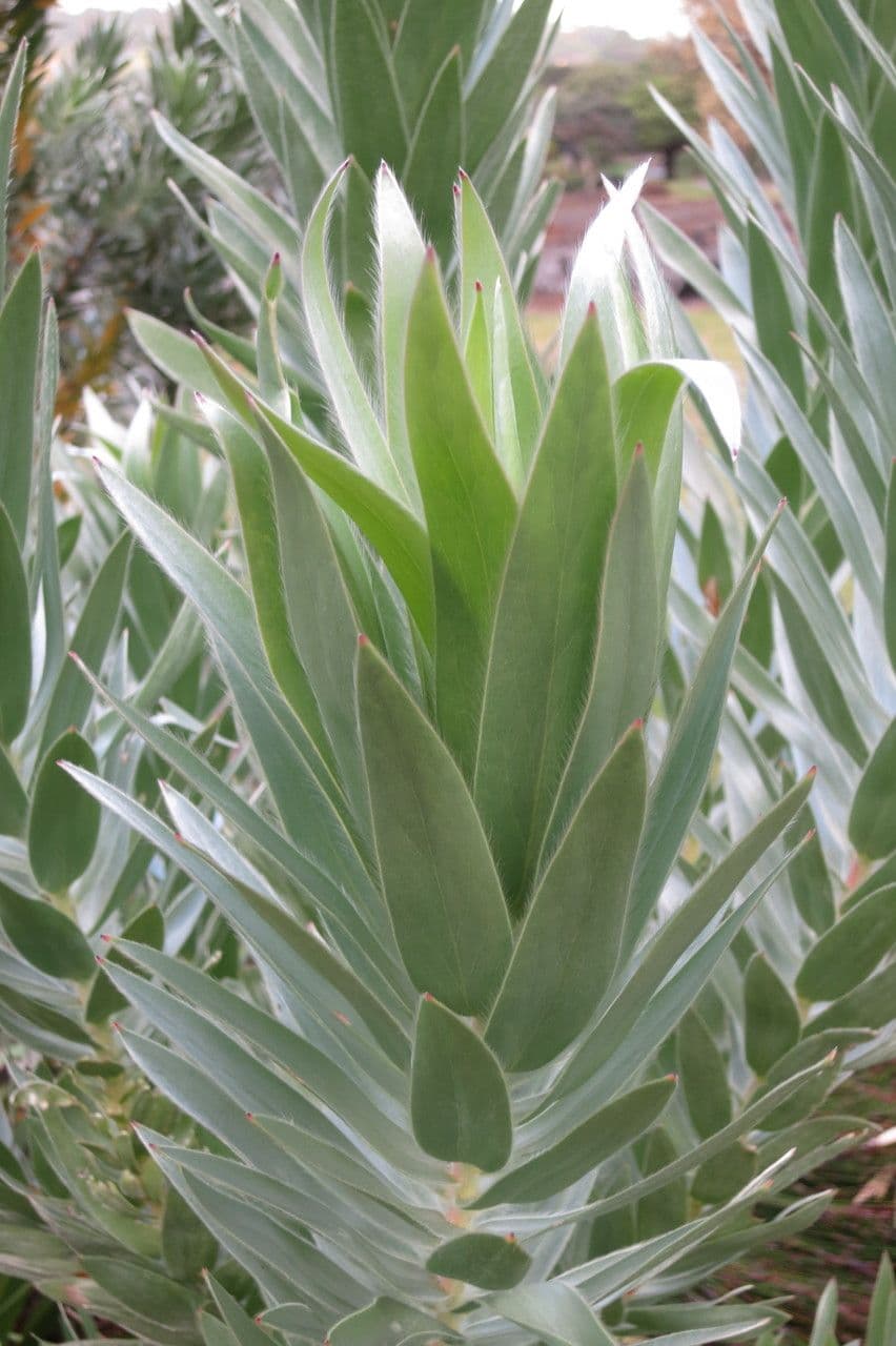 Leucadendron 6