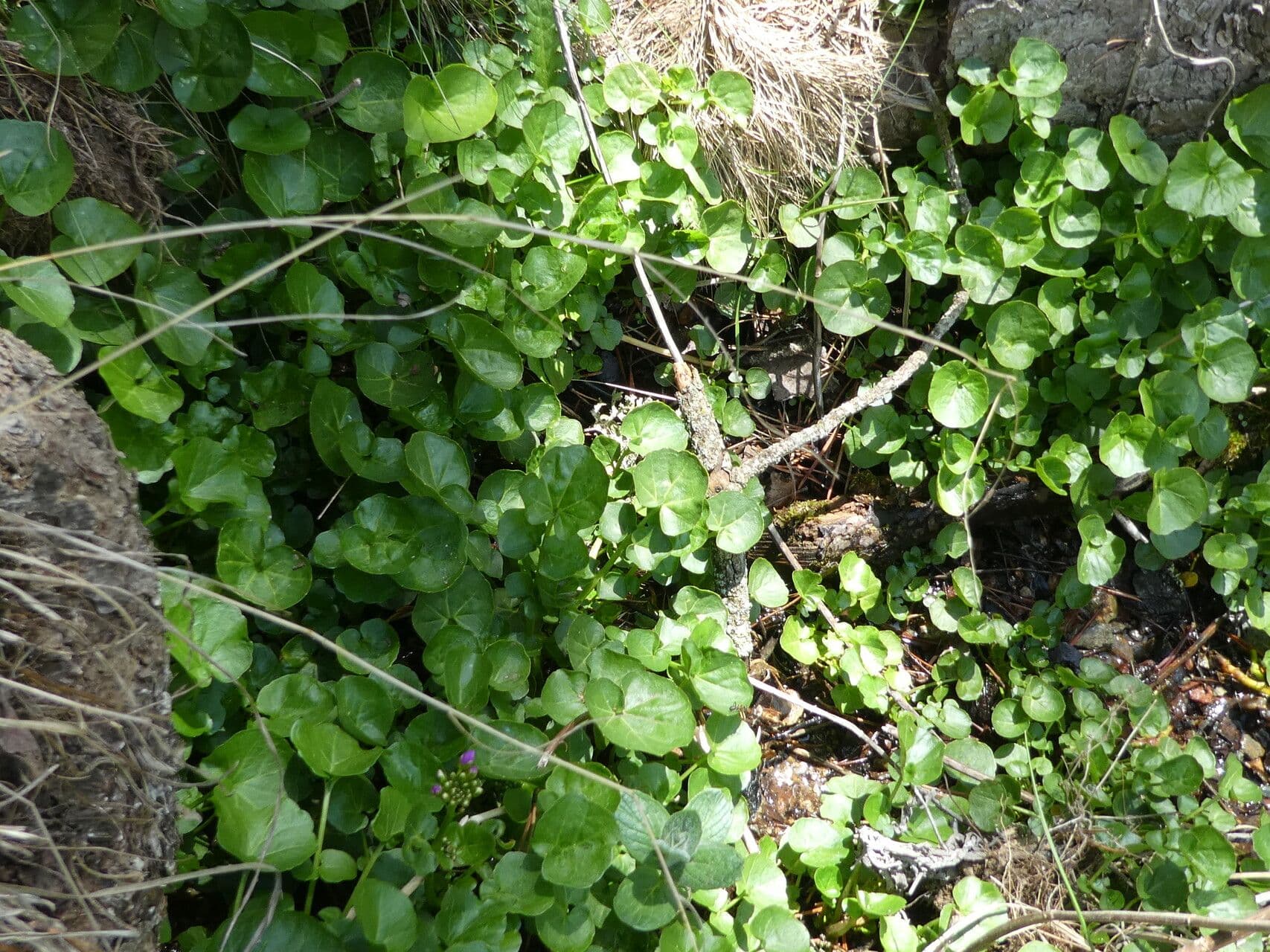 Cardamine raphanifolia 15