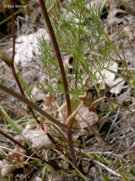 Lomatium 15